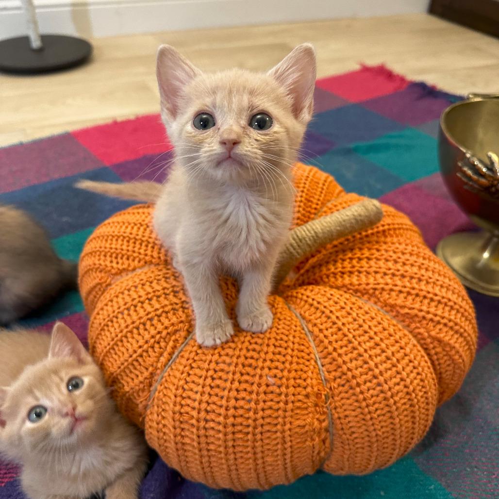 Tour, a Adoptable Domestic Short Hair in Escondido, CA image 1/6