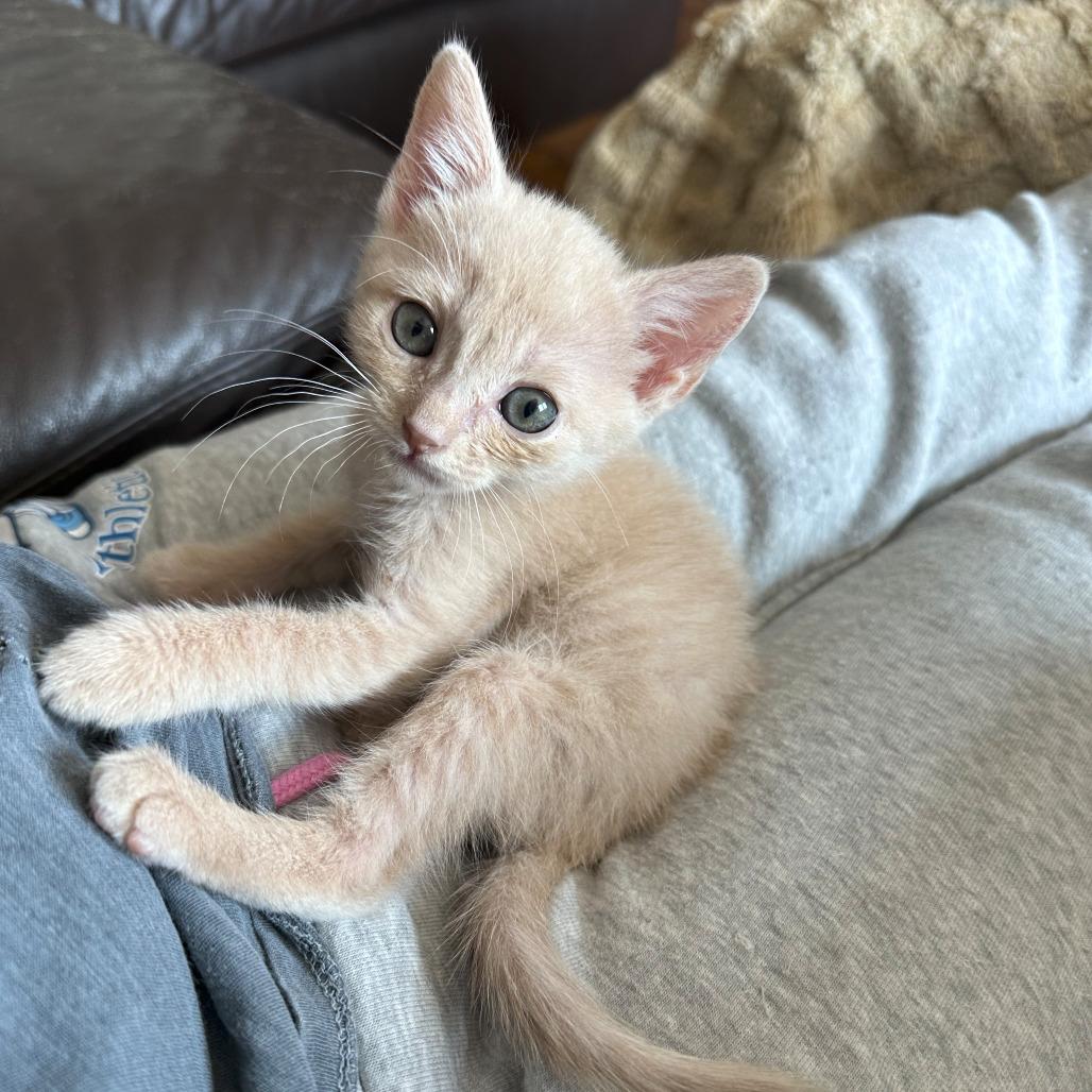 Tour, a Adoptable Domestic Short Hair in Escondido, CA image 2/6