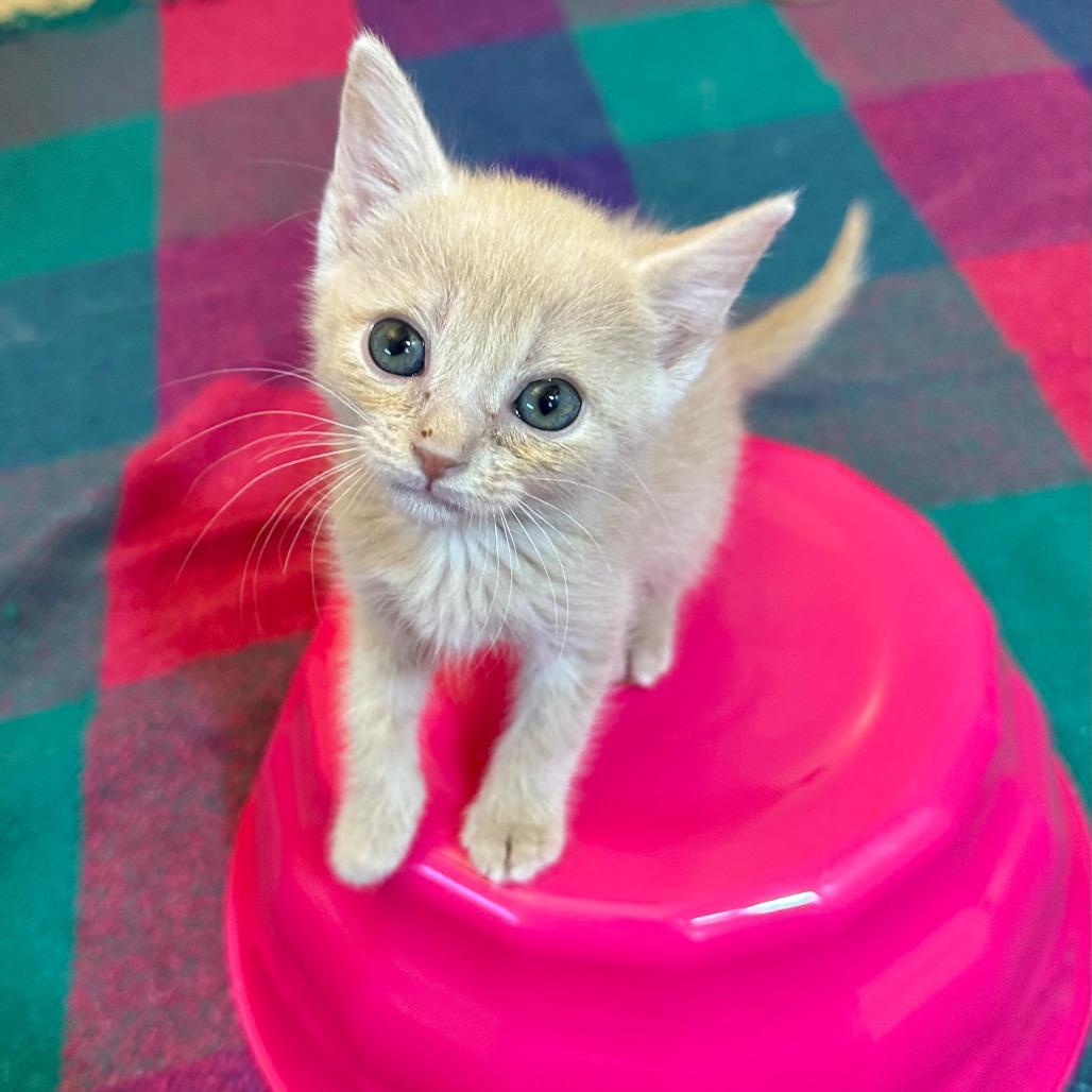 Tour, a Adoptable Domestic Short Hair in Escondido, CA image 3/6