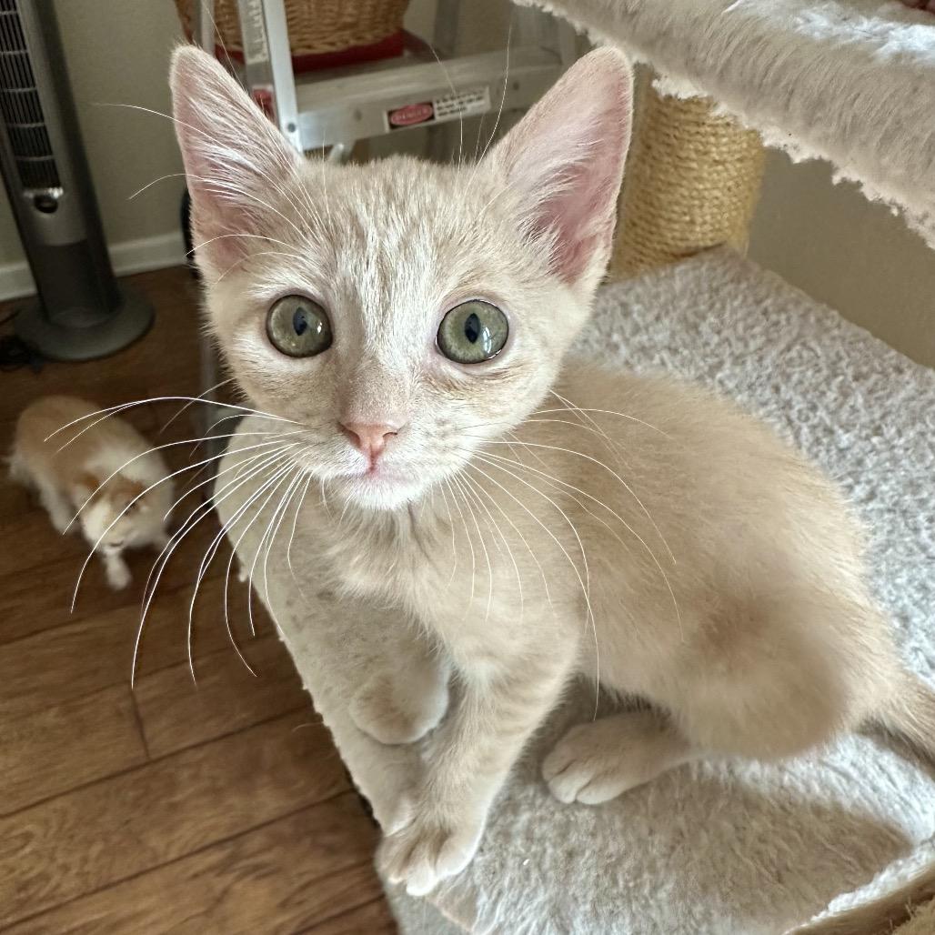 Tour, a Adoptable Domestic Short Hair in Escondido, CA image 4/6