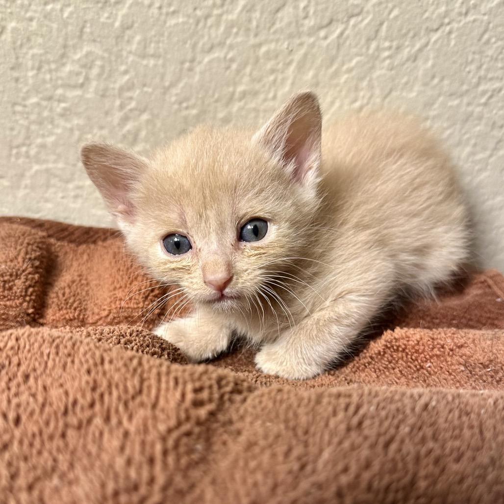 Tour, a Adoptable Domestic Short Hair in Escondido, CA image 5/6