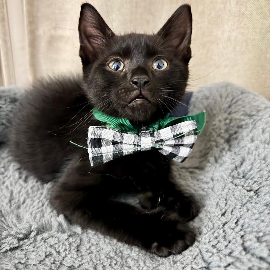 Enlarge Porter, a Adoptable mixed breed in boston, MA image 3/4