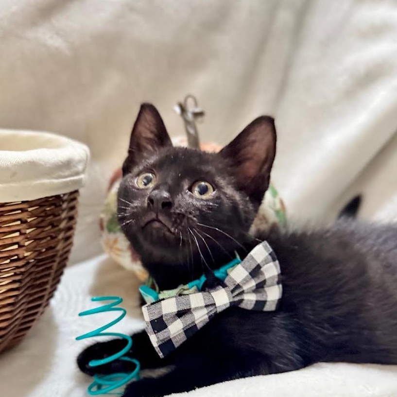Enlarge Porter, a Adoptable mixed breed in boston, MA image 4/4
