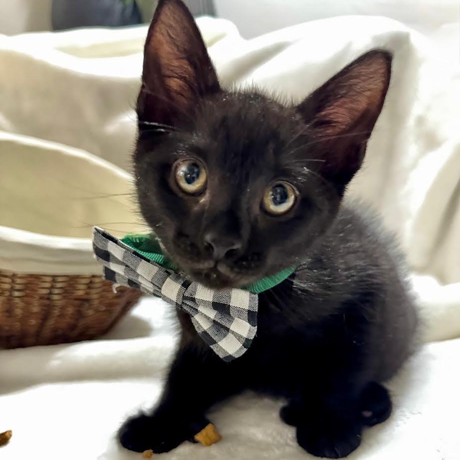 Enlarge Porter, a Adoptable mixed breed in boston, MA image 2/4