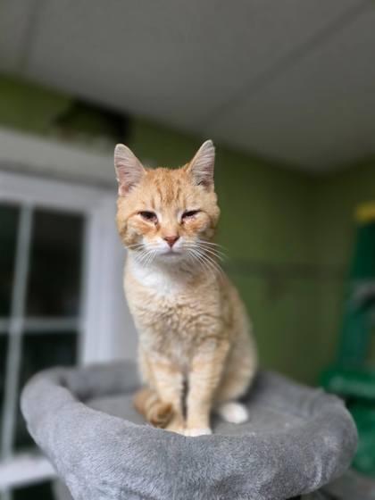 Enlarge Carlisle Cullen, a Adoptable mixed breed in Berwick, PA image 1/1