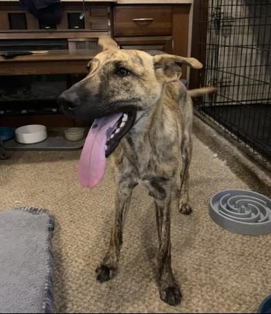 Dingo, a Adoptable mixed breed in AKRON, OH image 3/6