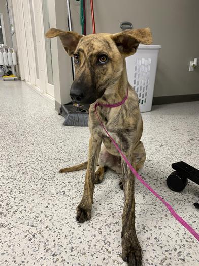 Dingo, a Adoptable mixed breed in AKRON, OH image 1/6