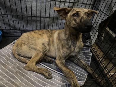 Dingo, a Adoptable mixed breed in AKRON, OH image 6/6