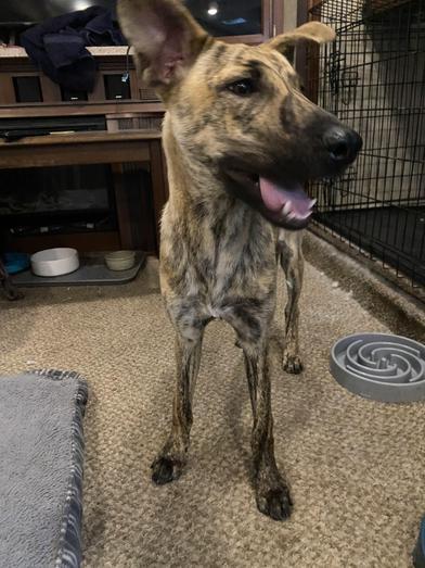 Dingo, a Adoptable mixed breed in AKRON, OH image 4/6