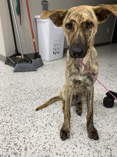 Dingo, a Adoptable mixed breed in AKRON, OH image 2/6