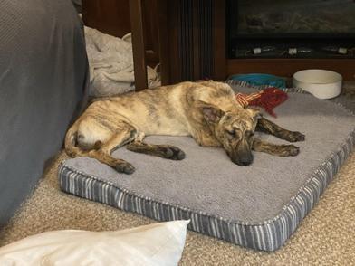Dingo, a Adoptable mixed breed in AKRON, OH image 5/6