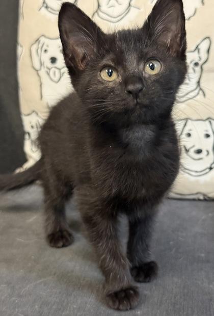 Briar, a Adoptable mixed breed in Lawrenceville, GA image 1/3