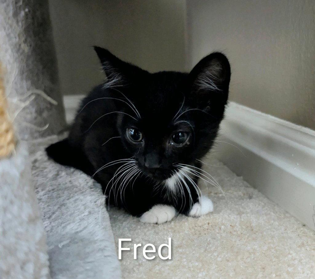 Fred, Adoptable, Kitten Male Domestic Short Hair.