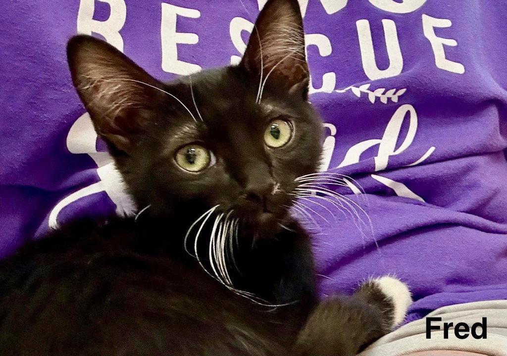 Enlarge Fred, a Adoptable Domestic Short Hair in Saint George, UT image 3/3