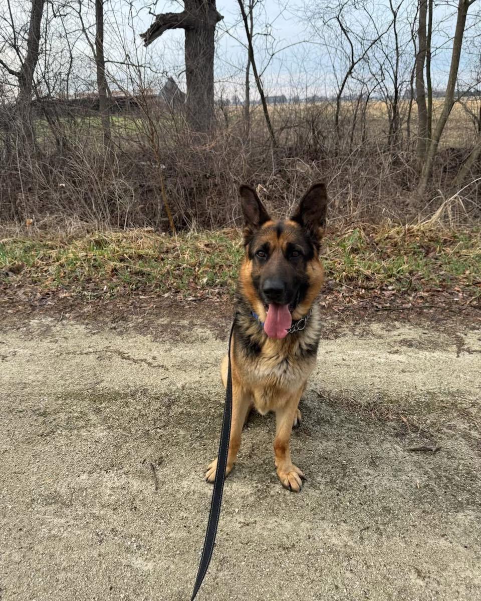 Enlarge Marshal, an adoptable German Shepherd Dog in Racine, WI image 3/3