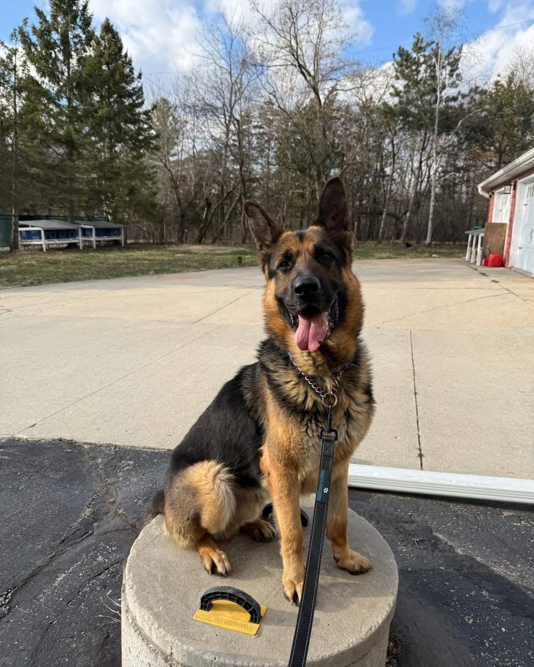 Enlarge Marshal, an adoptable German Shepherd Dog in Racine, WI image 2/3