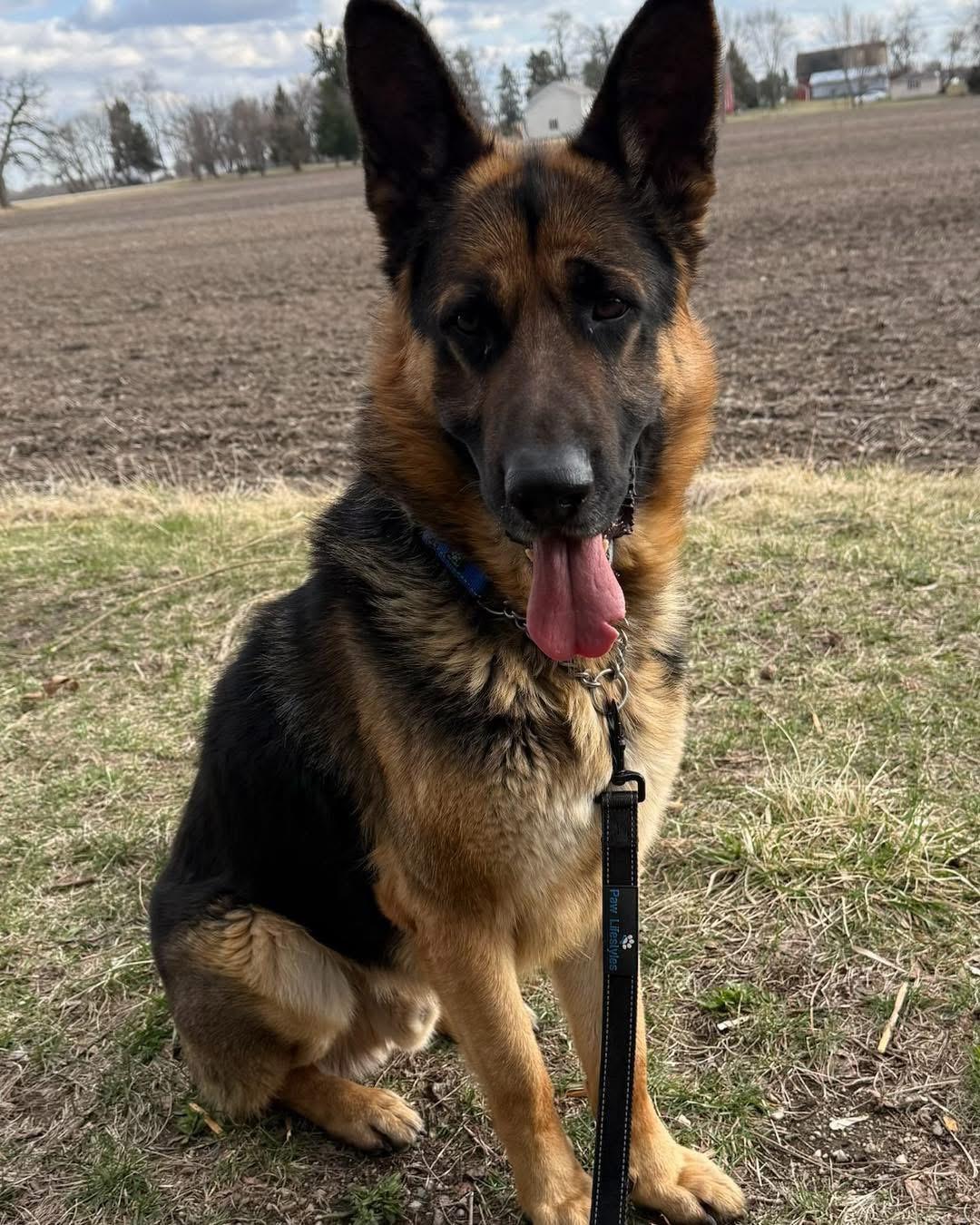 Enlarge Marshal, an adoptable German Shepherd Dog in Racine, WI image 1/3