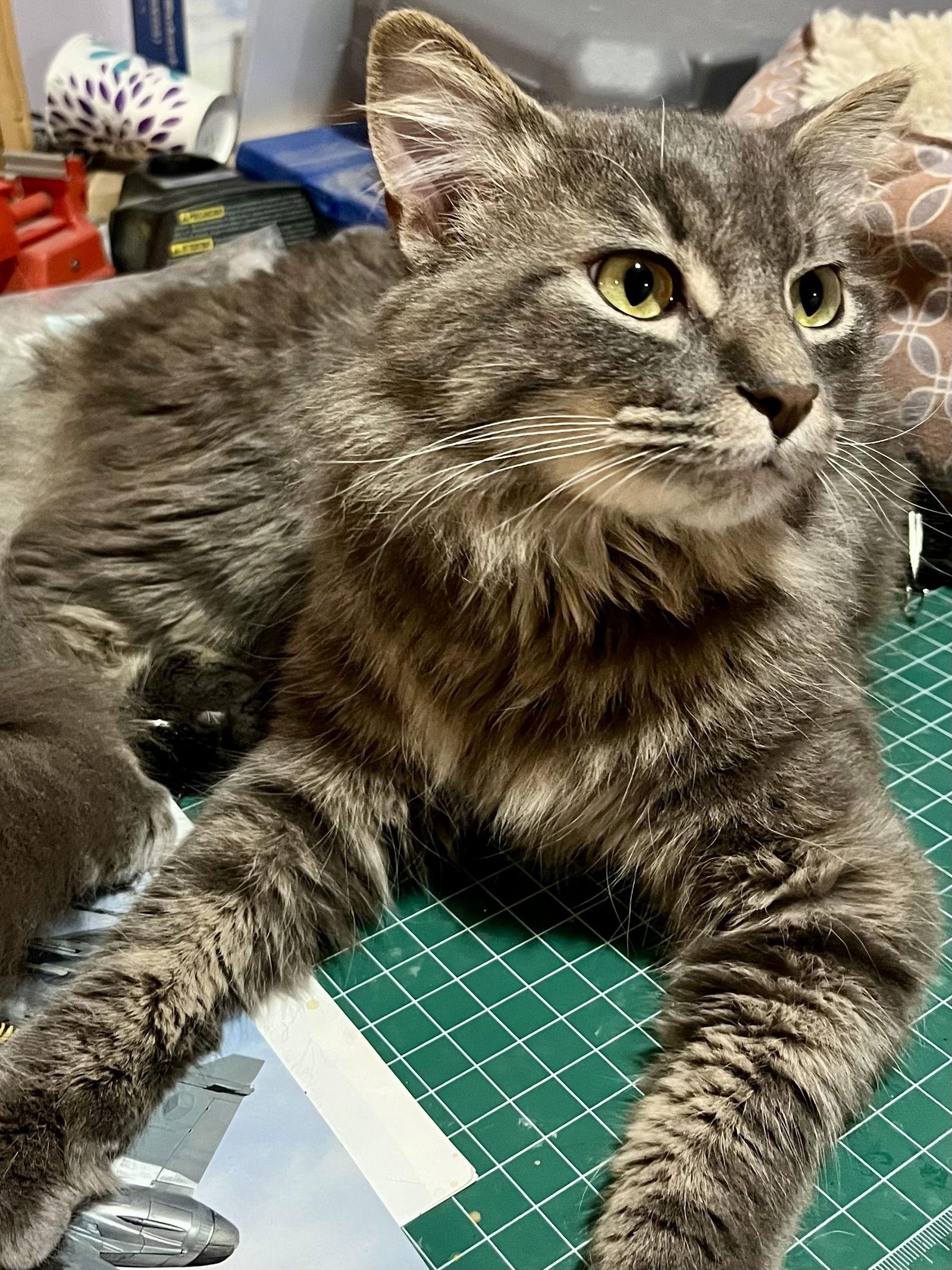 Snivy, Adopted, Young Male Domestic Medium Hair.