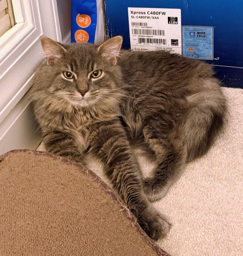 Enlarge Snivy, a Adopted Domestic Medium Hair in Reston, VA image 2/3