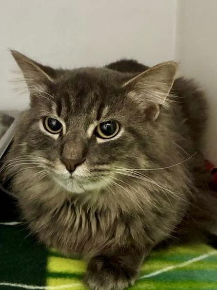 Enlarge Snivy, a Adopted Domestic Medium Hair in Reston, VA image 3/3