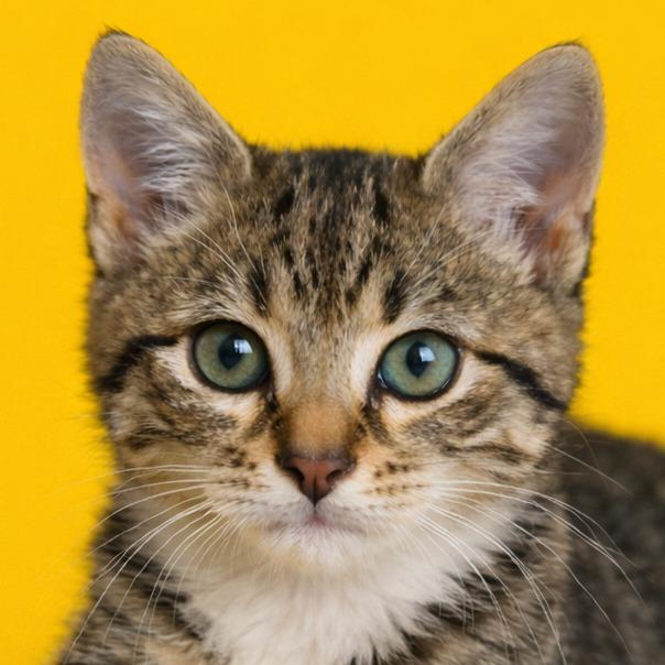 Cori — thumbnail 2