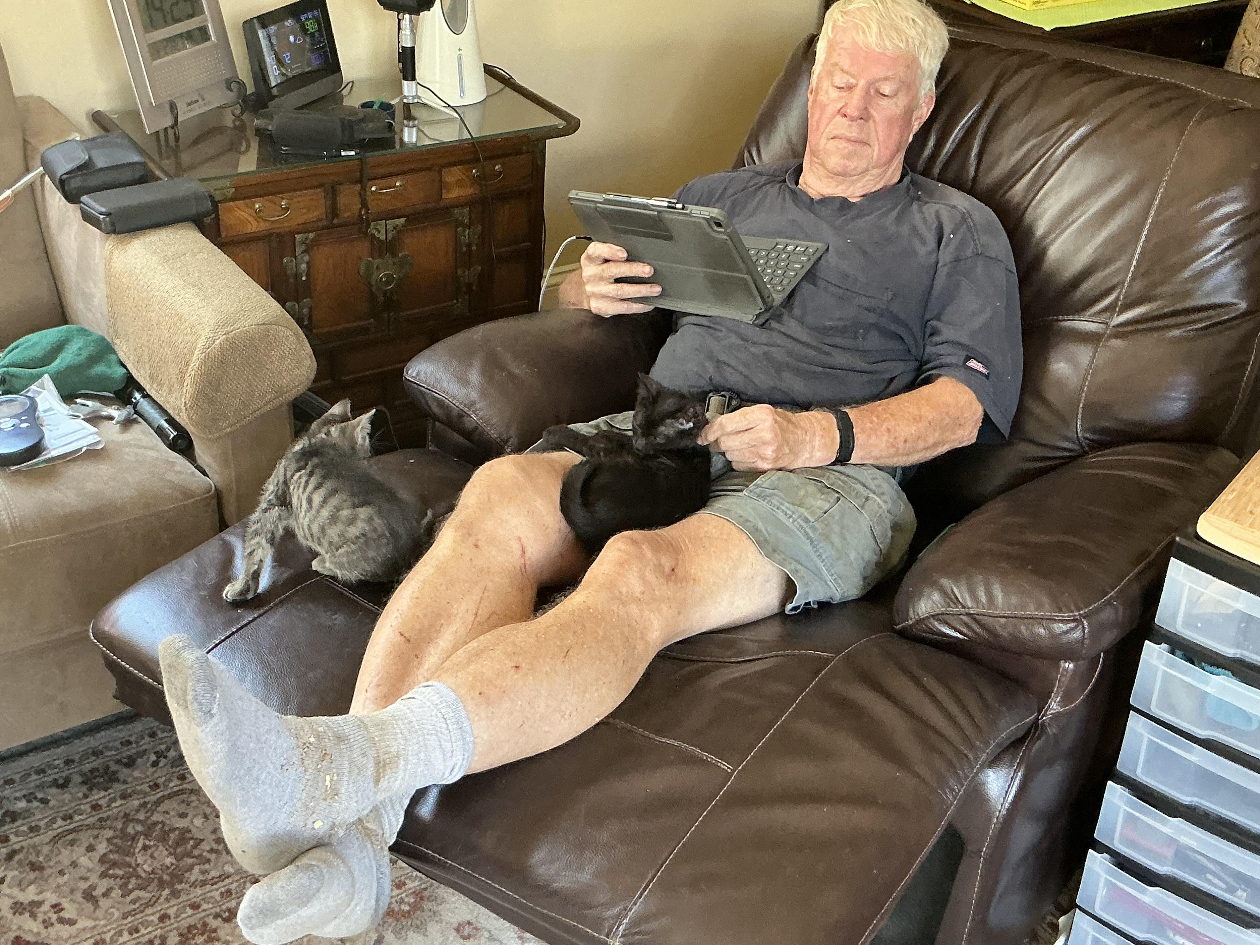 Enlarge Fred, a Adopted Domestic Short Hair in Collierville, TN image 2/2