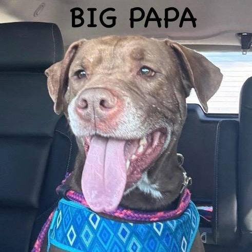 Enlarge BIG PAPA, a ADOPTABLE Pit Bull Terrier in Bowling Green, OH image 1/6