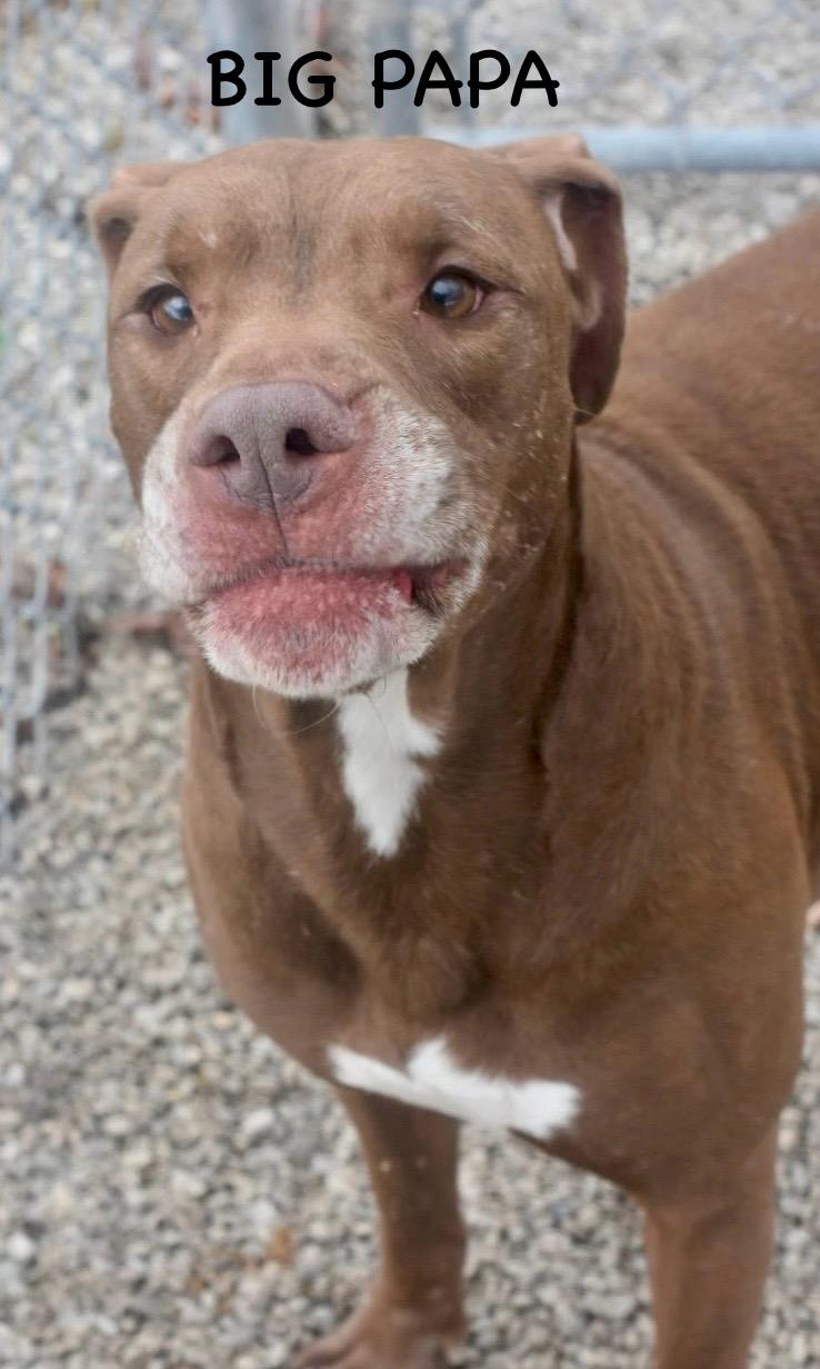 Enlarge BIG PAPA, a ADOPTABLE Pit Bull Terrier in Bowling Green, OH image 4/6