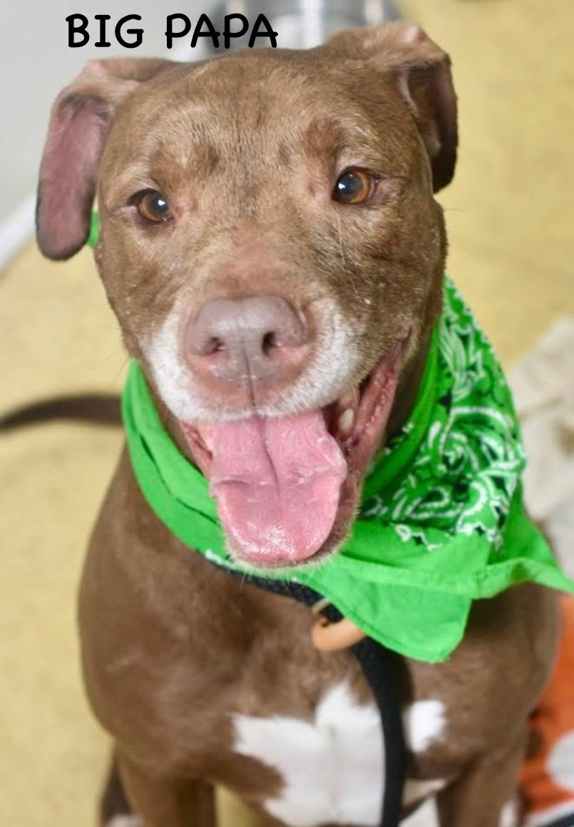 Enlarge BIG PAPA, a ADOPTABLE Pit Bull Terrier in Bowling Green, OH image 6/6