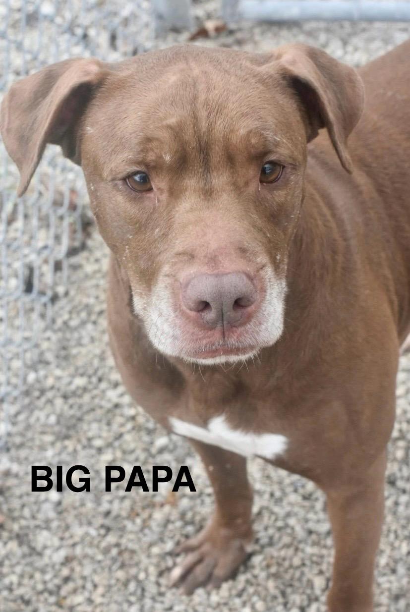 Enlarge BIG PAPA, a ADOPTABLE Pit Bull Terrier in Bowling Green, OH image 5/6