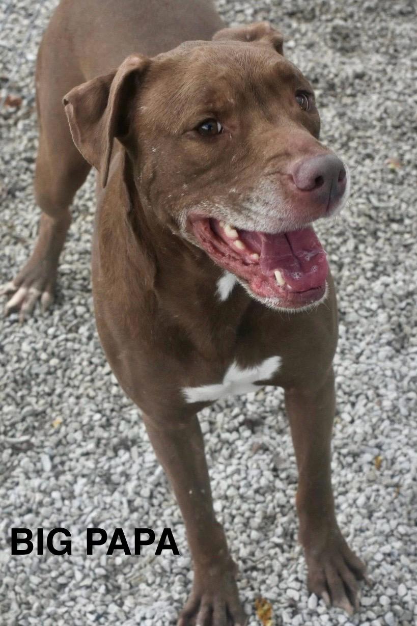 Enlarge BIG PAPA, a ADOPTABLE Pit Bull Terrier in Bowling Green, OH image 3/6
