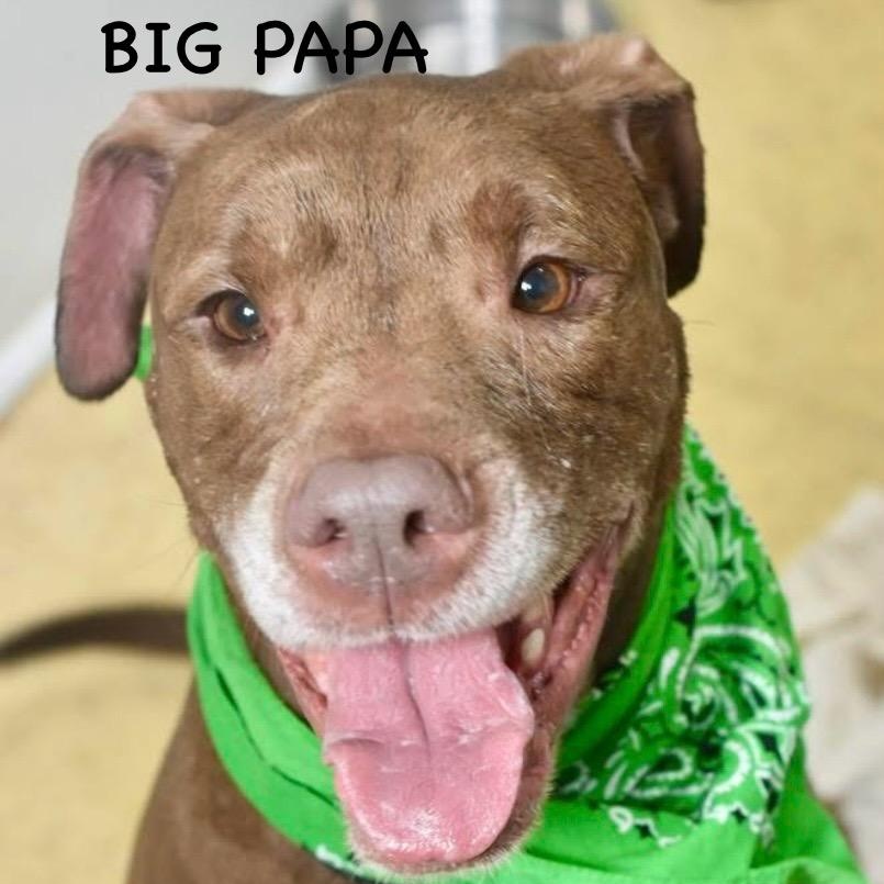 Enlarge BIG PAPA, a ADOPTABLE Pit Bull Terrier in Bowling Green, OH image 2/6