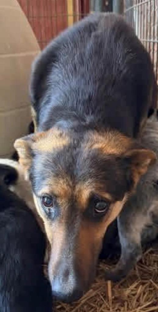 Mama, Adoptable, Young Female Australian Shepherd & Labrador Retriever.