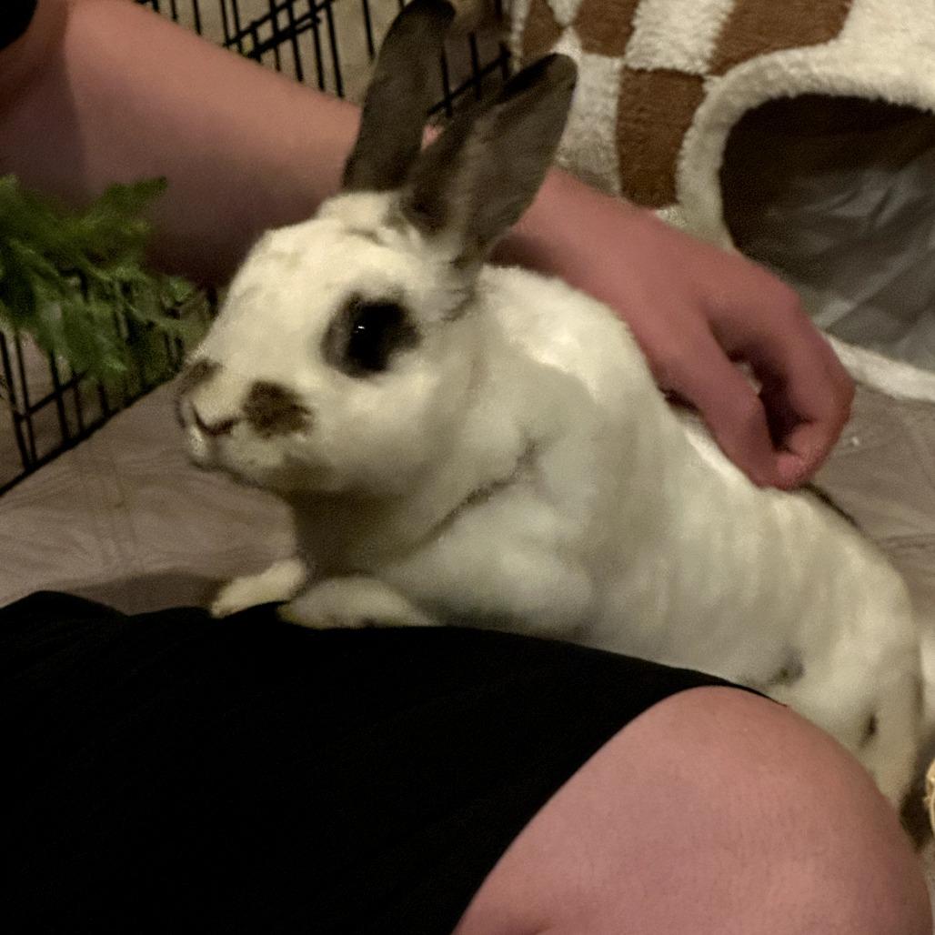 Cece, Adoptable, Adult Female English Spot & American.