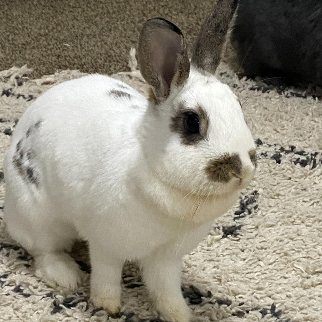 Enlarge Cece, a Adoptable mixed breed in Portland, OR image 2/6