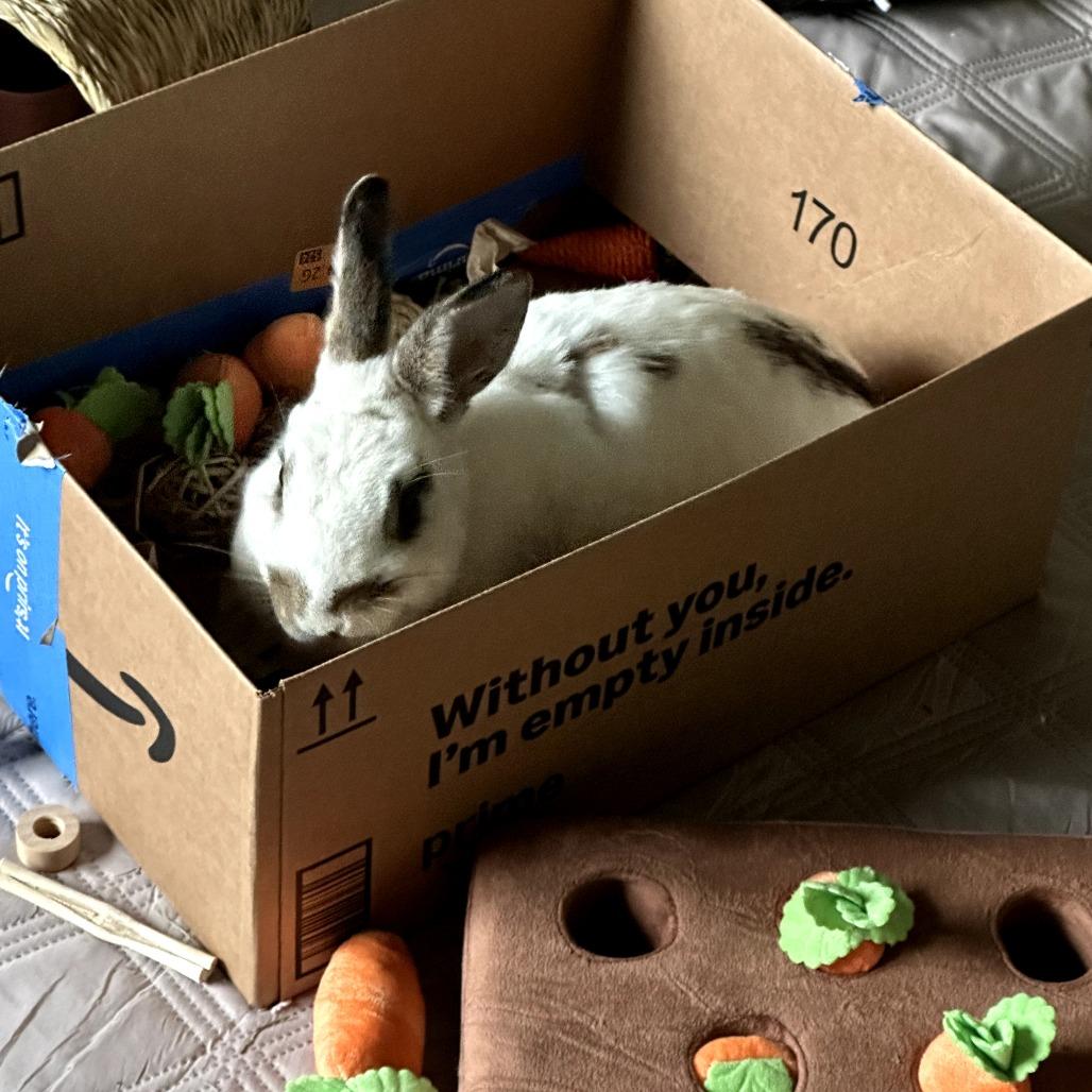 Enlarge Cece, a Adoptable mixed breed in Portland, OR image 5/6