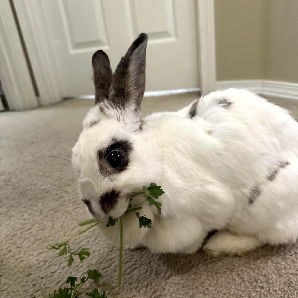 Enlarge Cece, a Adoptable mixed breed in Portland, OR image 6/6