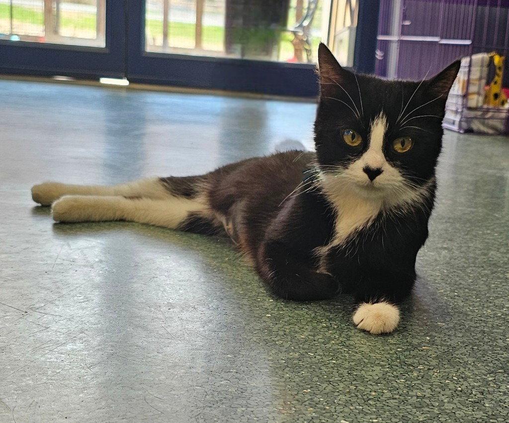 Enlarge Love, a Adoptable Domestic Short Hair in Lovingston, VA image 1/3