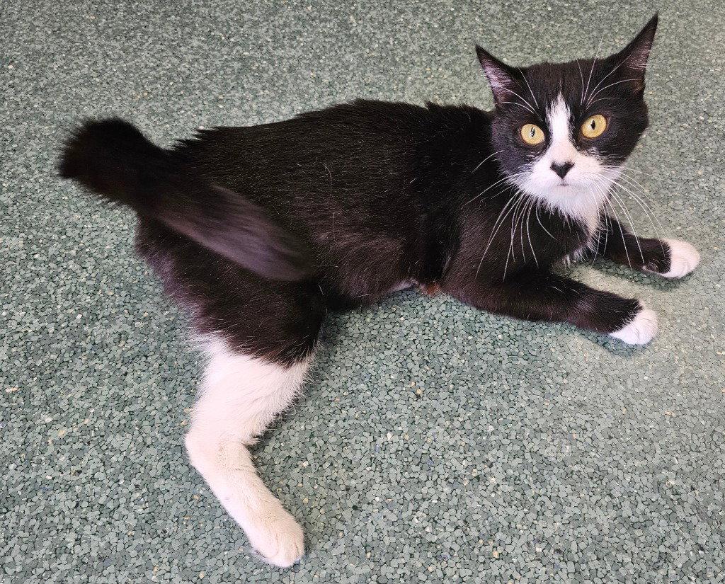 Enlarge Love, a Adoptable Domestic Short Hair in Lovingston, VA image 2/3