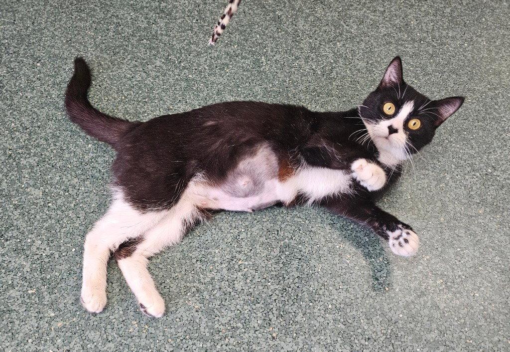 Enlarge Love, a Adoptable Domestic Short Hair in Lovingston, VA image 3/3