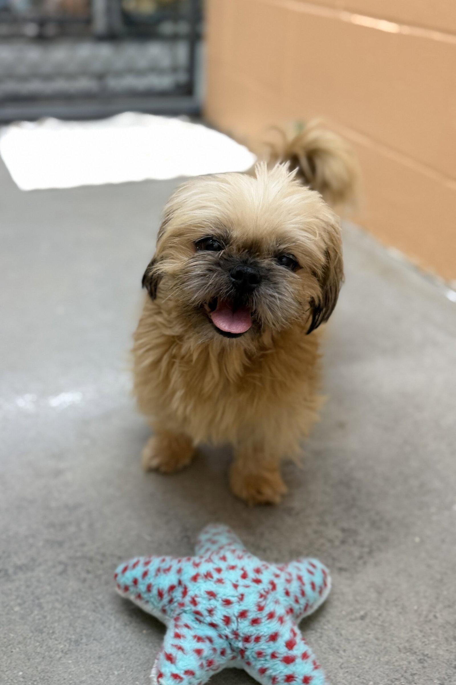Tofu, Adoptable, Puppy Female Shih Tzu.