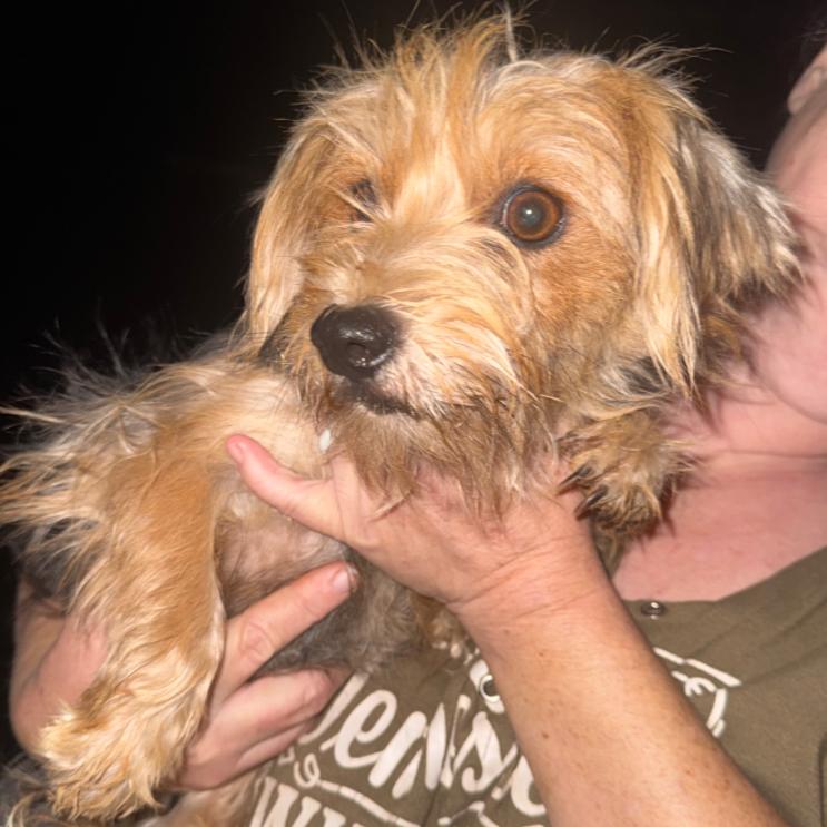 Roxanne, Adopted, Adult Female Yorkshire Terrier.