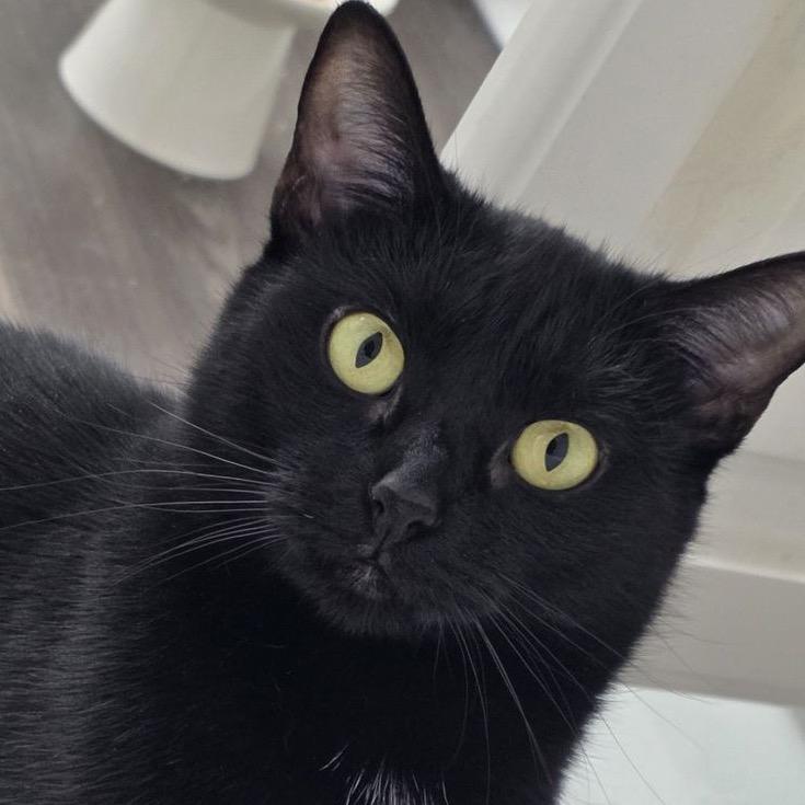 Enlarge Lillian, a Adoptable Domestic Short Hair in Atlanta, GA image 1/2