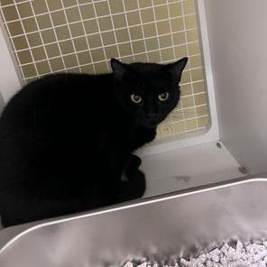 Enlarge Lillian, a Adoptable Domestic Short Hair in Atlanta, GA image 1/1