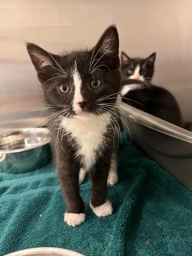 Quiggly, adopted, Kitten Male Domestic Short Hair.