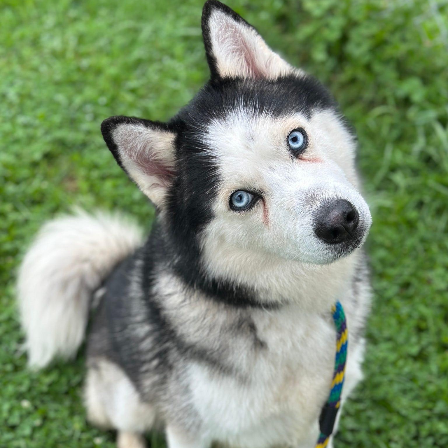 Micah, Adopted, Adult Male Siberian Husky.