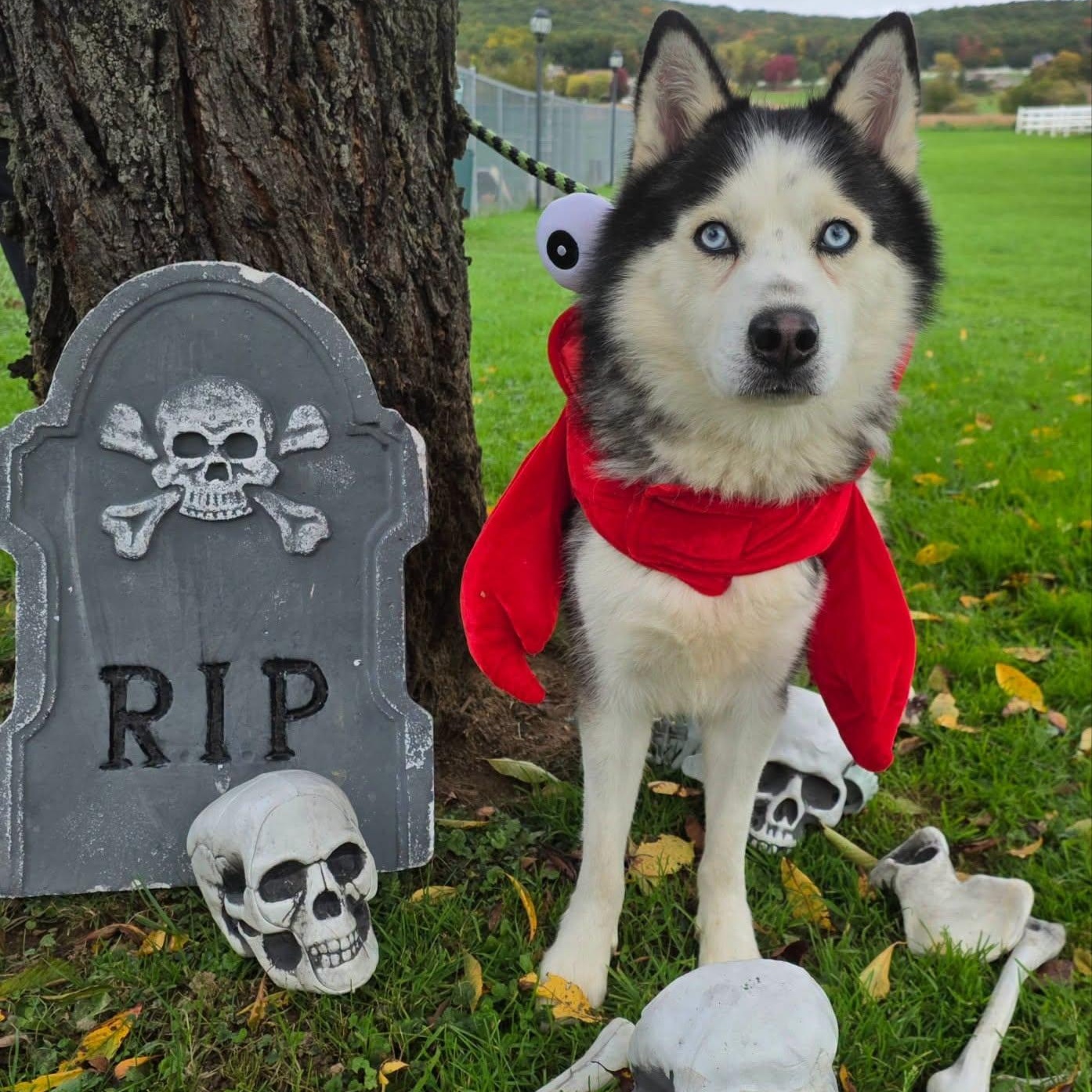 Enlarge Micah, a Adopted Siberian Husky in Danville, PA image 4/4