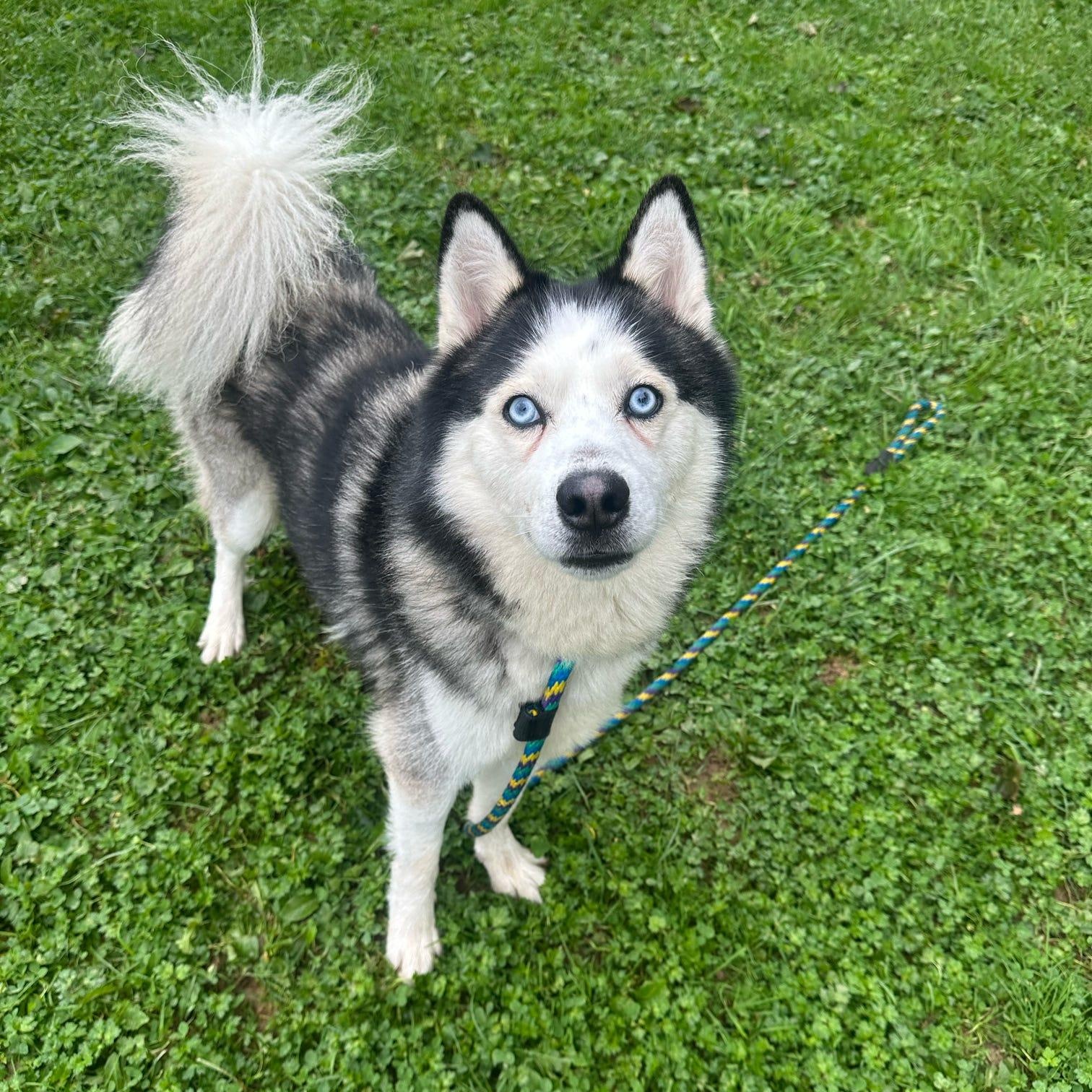 Enlarge Micah, a Adopted Siberian Husky in Danville, PA image 2/4