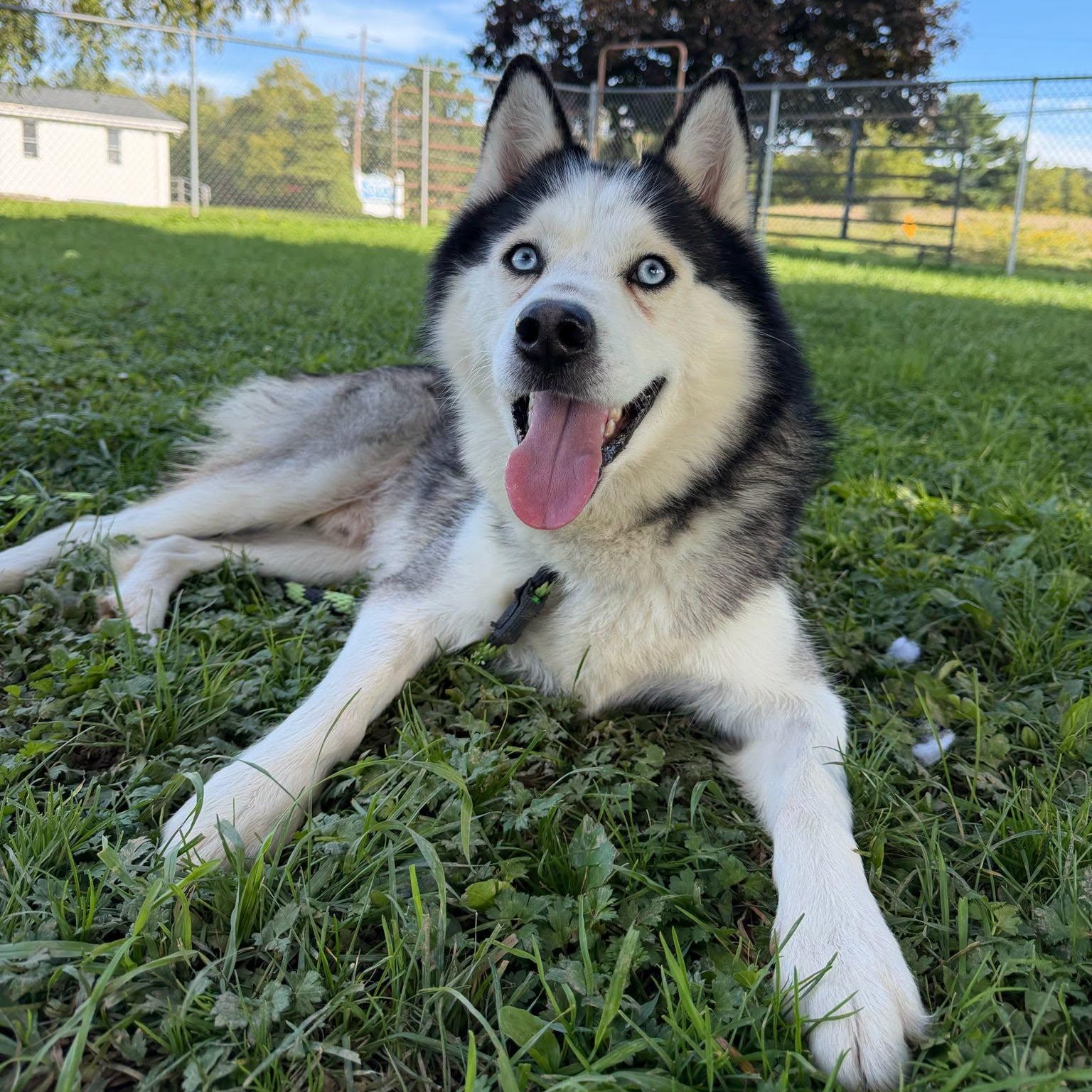 Enlarge Micah, a Adopted Siberian Husky in Danville, PA image 3/4