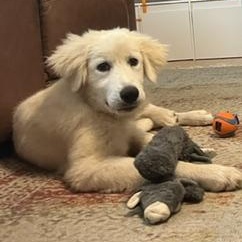 Lacy, ADOPTABLE, Puppy Female Great Pyrenees.